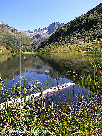 Foto: Blick über den Halsesee im Binntal zum Ofenhorn. Im Vordergrund das mit hohen Gräsern bewachsene Ufer und ein im Wasser schwimmender Baumstamm. Mit Spiegelung. Farbe des Wassers: Dunkelblau.
