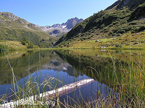 Foto: Blick über den Halsesee zum Ofenhorn. Im Vordergrund das mit hohen Gräsern bewachsene Ufer und ein im Wasser schwimmender Baumstamm. Mit Spiegelung. Farbe des Wassers: Dunkelblau.