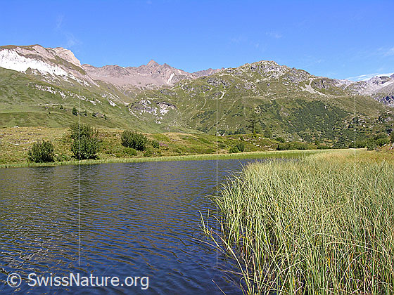 Foto: Blick über den Halsesee zu Turbechepf, Turbhorn und Mittlenberg. Mit hohen Gräsern bewachsenes Ufer.