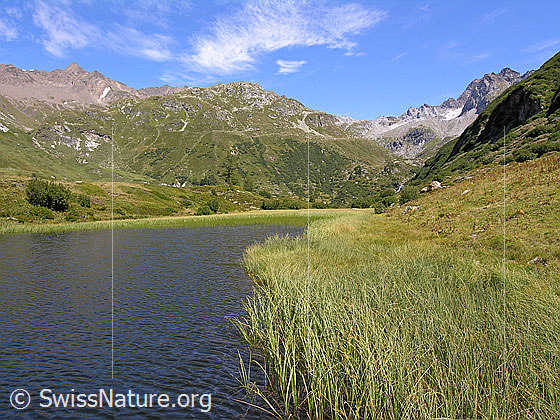 Foto: Blick über den Halsesee mit seinem mit hohem Gras bewachsenen Ufer zu Turbhorn, Mittlenbärg und Ofenhorn.