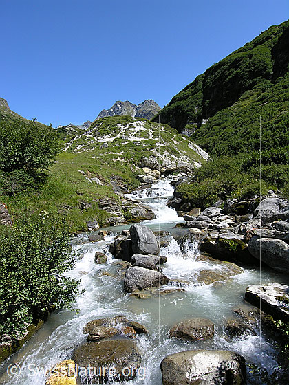 Foto: Bergbach Binna bei Chiestafel (östlicher Teil des Binntal). Im Hintergrund das Ofenhorn. Im Bachbett liegen grosse Felsblöcke.