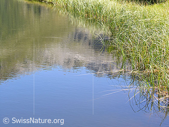 Foto: Uferbereich des Halsesees. Hoch gewachsenes Gras säumt das südliche Ufer des Bergsees. Mit schwacher Spiegelung. Farbe des Wassers: hellblau.
