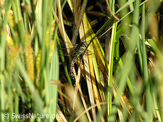 Foto: Libelle während Eiablage im hohen Gras. Der Schwanz der Libelle taucht in das Wasser ein.