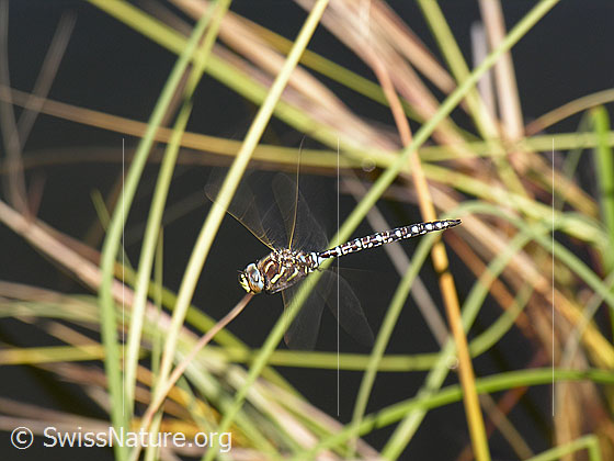 Foto: Libelle im Flug