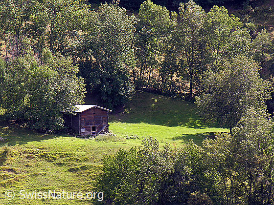 Foto: Stall auf einer Lichtung bei Hockmatta (Hockmatte)