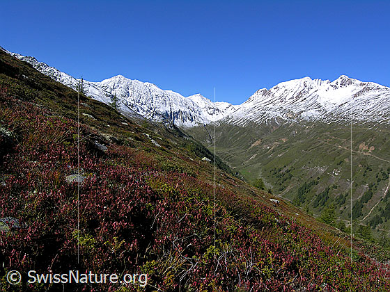 Foto: Blick ins Saflischtal und zu Oberblatthorn, Saflischpass und Bättlihorn. Die Gipfel sind bereits leicht verschneit und die Blätter des Heidekrauts im Vordergrund sind rot gefärbt.