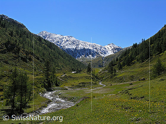 Foto: Saflischtal mit grünen Alpweiden, Lärchen, Wald und Saflischbach. Das Oberblatthorn ganz hinten im Tal ist bereits leicht verschneit.