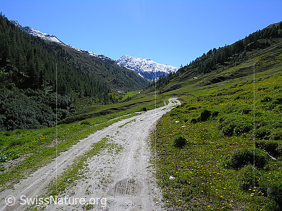 Foto: Fahrweg durch das Saflischtal mit Weideland und Wald. Im Hintergrund ist das leicht verschneite Oberblatthorn zu sehen.