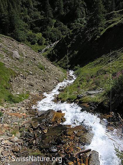Foto: Ein kleiner Bergbach fliesst sprudelnd ins Tal. Auf der einen Seite das Grabens sind Spuren der Erosion sichtbar.