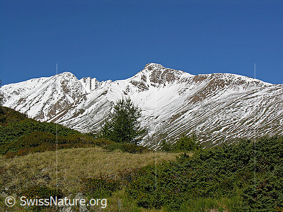 Foto: Blick über üppige Vegetation zu verschneitem Bättlihorn und Pt. 2843.
