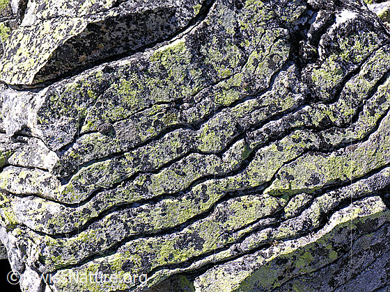Foto: Felsschichtung und Flechten an einem Felsblock.