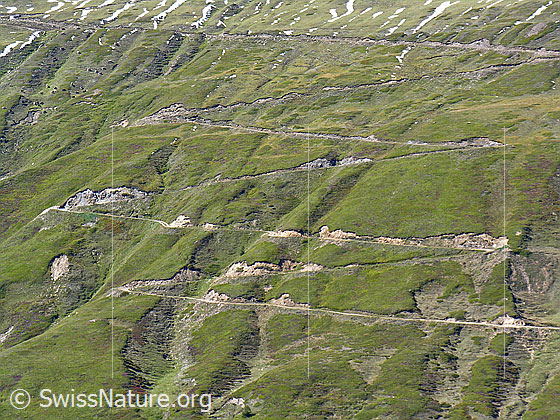 Foto: Fahrweg mit einigen Kurven durch steiles Weideland zum Furggerchäller. Spuren der Erosion sind sichtbar.