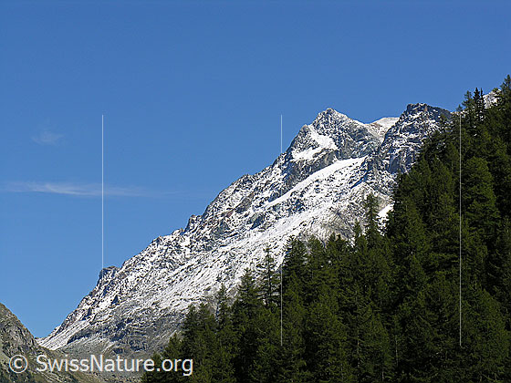 Foto: Blick über ein Waldgebiet zum Furggulti und leicht verschneitem Schwarzhorn und Fleschhorn.