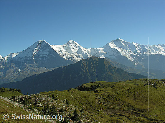 Foto: Männlichen und Alpweide vor Eiger, Mönch und Jungfrau (Dreigestirn).