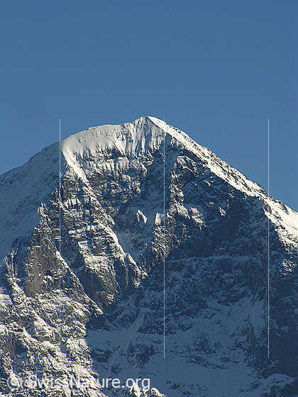 Foto: Oberster Teil der Eigernordwand mit Spinne, Aussteigsrissen und Gipfeleisfeld.