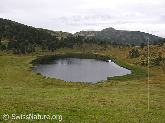 Foto: Bergsee in Moorgebiet. Das Sewenseeli ist eingebettet in landwirtschaftlich genutzte Moorlandschaft.