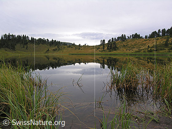 Foto: Ufer des Sewenseeli und Spiegelung der Herbstlandschaft im ruhigen Gewässer.