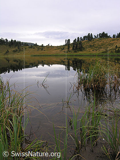 Foto: Uferbereich des Sewenseeli und Spiegelung der Herbstlandschaft im ruhigen Bergsee.