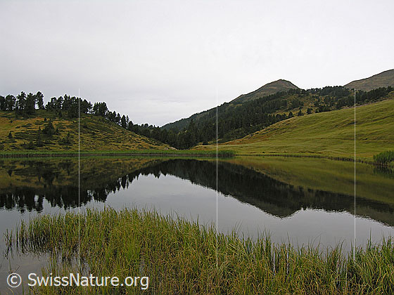 Foto: Spiegelung im Sewenseeli. Die Herbstlandschaft des Hochmoors mit lichtem Wald und grünem Schilfgürtel spiegelt sich im Bergsee.