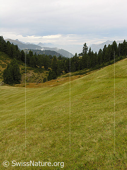 Foto: Berglandschaft am Glaubenberg mit Hochmoor und lichtem Wald. Die moorartige Grasfläche wurde von Bergbauern gemäht.