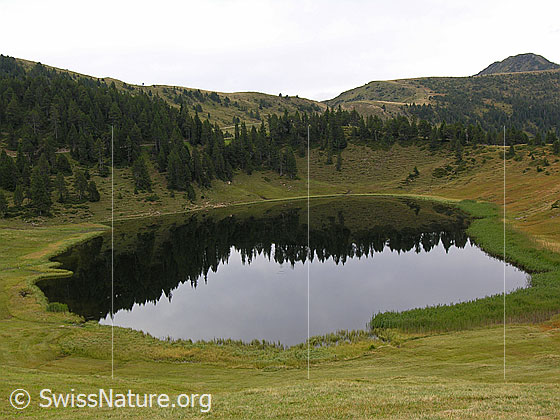 Foto: Sewenseeli, Glaubenberg, mit Spiegelung. Der Bergsee ist in die Moorlandschaft mit Bergwald eingebettet. Dem Ufer entlang zieht sich ein Schilfgürtel.