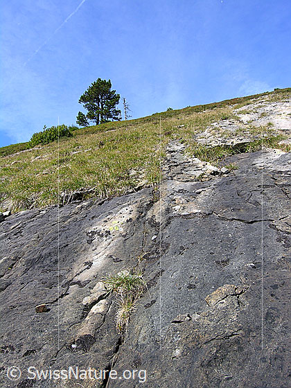 Foto: Felspartie mit Rissen und Pflanzen in mit Gras bewachsenem Berghang am Fürstein. Auf der Gratkante stehen Föhren.