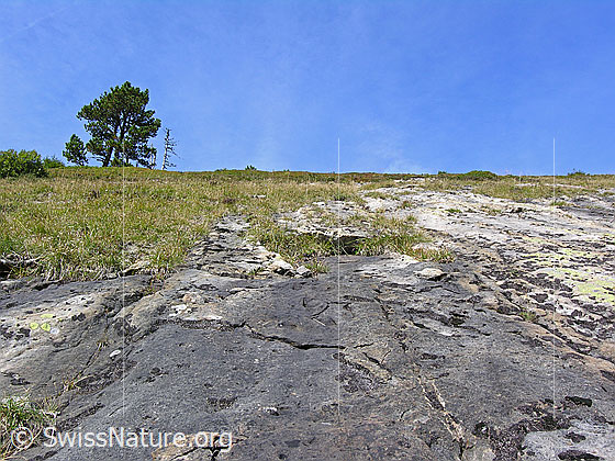 Foto: Felspartie mit Rissen und Pflanzen in mit Gras bewachsenem Berghang am Fürstein. An der Gratkante stehen Föhren.