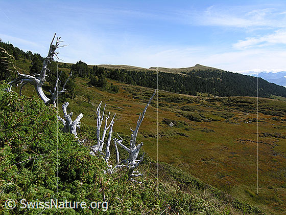 Foto: Abgestorbener Baum und herbstliche Hochmoorlandschaft am Fürstein. Im Hintergrund ist der Rickhubel zu sehen.