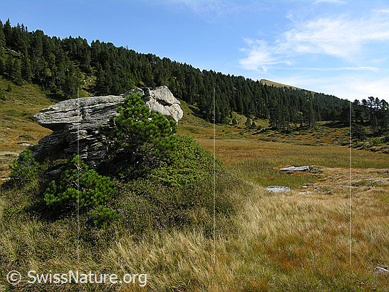 Foto: Felsblock und junge Föhren im Hochmoor. Die Moorlandschaft ist herbstlich gefärbt. Im Hintergrund sind Bergwald und der Rickhubel zu sehen.