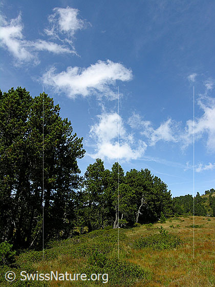 Foto: Föhrenwald und Hochmoor an sonnigem Herbsttag mit Quellwolken am blauen Himmel.