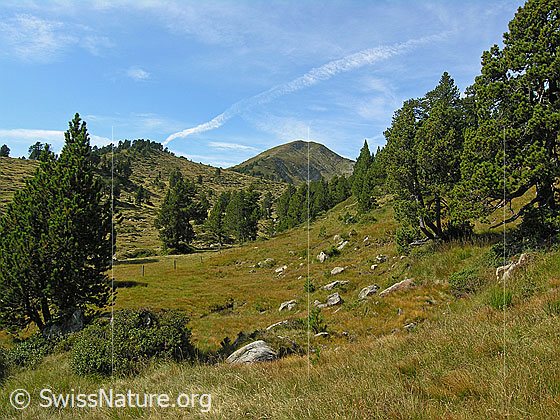 Foto: Alpweide, lichter Föhrenwald und Chli Fürstein.