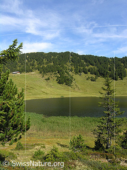 Foto: Blick zwischen Tannen und Föhren auf das Sewenseeli.