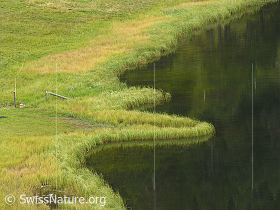 Foto: Mit Gras bewachsenes Ufer und Halbinsel des Sewenseelis.