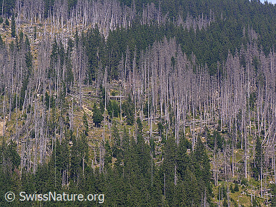 Foto: Vom Borkenkäfer befallenes Waldstück. Zahlreiche Tannen sind bereits abgestorben.