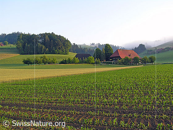 Foto: Kulturland mit Maisfeld, Getreidefeld, Obstgarten, Wald und Bauernhof. Im Hintergrund zieht sich eine Nebelschwade in die Landschaft.
