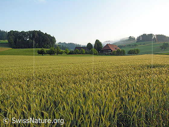 Foto: Getreidefeld, Wald und Bauernhof mit Obstbäumen. Im Hintergrund zieht sich eine Nebelschwade in die Landschaft.
