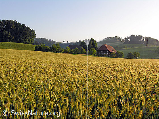 Foto: Blick über ein Getreidefeld (Gerste) zu einem Landwirtschaftsbetrieb mit Baumgarten.