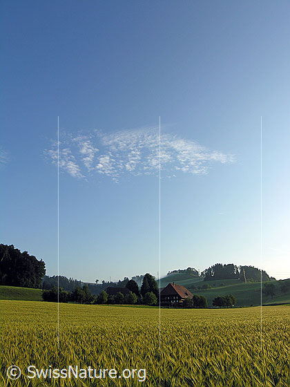 Foto: Gerstenfeld und Bauernhaus mit Obstbäumen. Am blauen Himmel sind kleine Föhnwolken zu sehen.