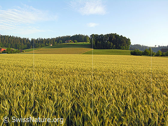 Foto: Getreidefelder, Weideland und Wälder. Darüber Schleierwolken.