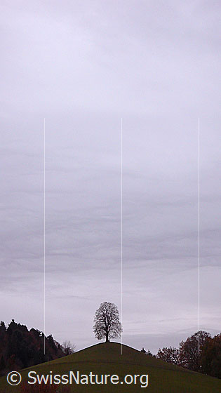 Foto: Linde auf Hügel im Emmental. Der Himmel ist leicht bewölkt.