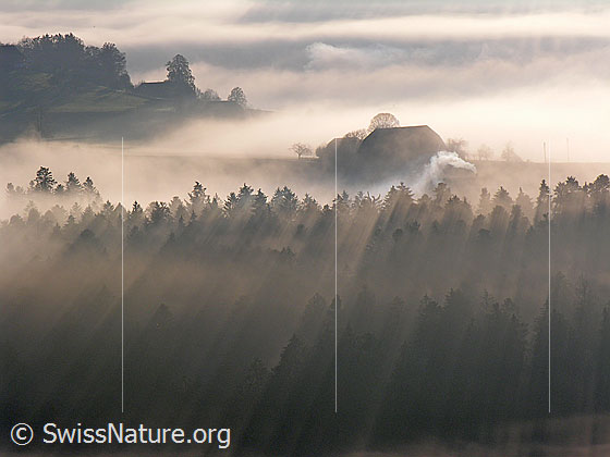 Foto: Morgenstimmung mit Nebel in Sumiswald. Emmentaler Landschaft mit Bauernhof dicht an der Nebelgrenze und Streiflicht und feiner Nebelschicht im Tannenwald.