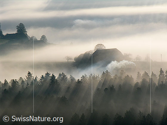 Foto: Morgenstimmung mit Nebel in Sumiswald. Emmentaler Landschaft mit Bauernhof dicht an der Nebelgrenze und Streiflicht und feiner Nebelschicht im Tannenwald.