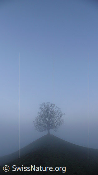 Foto: Baum auf Emmentaler Hügel im Nebel.