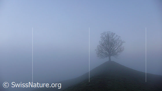 Foto: Hügel mit Linde im Nebel.