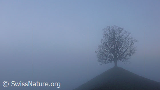 Foto: Hügel mit Baum im Nebel.