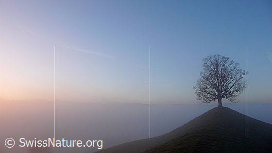 Foto: Morgenstimmung mit Baum an der Nebelgrenze. Ganz im Hintergrund sind Bergspitzen erkennbar. Über dem Emmental liegt ein Nebelmeer.