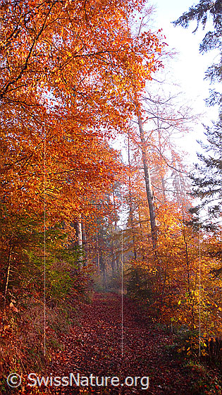 Foto: Herbstfarben im Buchenwald. Die Laubbäume werden von der Sonne beschienen und der Waldweg ist mit Laub bedeckt.