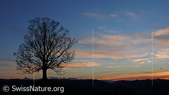 Foto: Abendstimmung mit blattlosem Baum und Abendrot. Im Horizont sind Bergspitzen erkennbar.