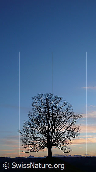 Foto: Abendstimmung mit herbstlichem Baum als Silhouette.