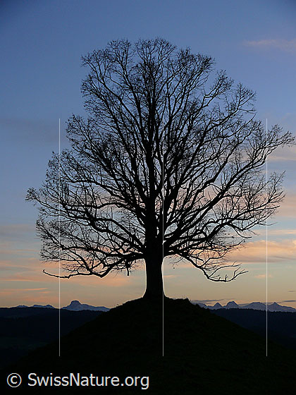 Foto: Abendstimmung mit Linde im Herbst.